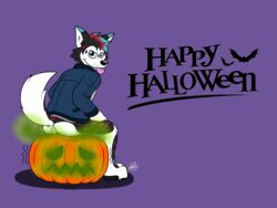 ass bat canine clothed clothing doggettdouglasmcdog fart food fruit halloween happy_halloween hi_res holidays jack_o'_lantern jacket mammal partially_clothed pumpkin smile tongue tongue_out