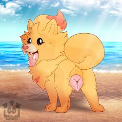 1:1 animal_genitalia animal_vulva ass barndog beach breath canid canine canine_genitalia canine_teeth canine_vulva canis cloud curled_tail domestic_dog feet female feral fluffy fluffy_tail fur generation_10_pokemon genitals hi_res looking_at_viewer looking_back looking_back_at_viewer mammal nintendo open_mouth orange_body orange_fur outside panting paws pink_nose pink_tongue pink_vulva pointy_ears pokemon pokemon_(species) pombon pomeranian pomken presenting presenting_vulva prick_ears red_body red_fur sand sea seaside simple_background sky smile snout solo spitz tail teeth tongue tongue_out tuft vulva water wave