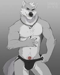 1boy abs animal_genitalia animal_penis anthro balls biceps big_balls bulge bulge_through_clothing canid canine canis enro_the_mutt fur furry jockstrap male male_only mammal muscular_anthro muscular_male pecs penis werewolf wolf