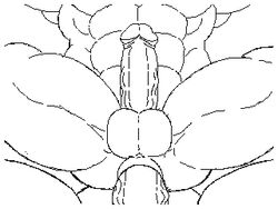 abs anal anal_sex animated anus ass balls big_balls big_penis circumcised dirty-canvas gay gif huge_balls huge_cock huge_muscles humanoid_penis line_art loop male muscular muscular_male nude penetration penis quads serratus sex uncolored vein veiny_penis yaoi