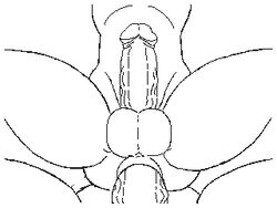 anal anal_sex animated anus ass athletic balls big_balls big_penis circumcised dirty-canvas gay gif huge_balls huge_cock humanoid_penis line_art loop male nude penetration penis sex stomach_bulge uncolored vein veiny_penis yaoi