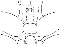 abs anal anal_sex animated anus ass balls big_balls big_penis circumcised dirty-canvas gay gif huge_balls huge_cock humanoid_penis line_art loop male muscular muscular_male nude penetration penis quads serratus sex uncolored vein veiny_penis yaoi