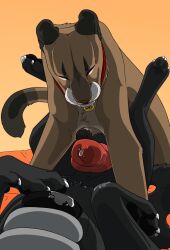 anal anal_sex animal_genitalia animal_penis balls between_legs black_balls black_body black_fur brown_body brown_fur canid canine_genitalia canine_penis claws closed_eyes collar duo erection felid feral feral_on_feral feral_penetrated feral_penetrating feral_penetrating_feral fur genitals hi_res hunter_(unbreakable-warrior) knot lying male male/male male_penetrated male_penetrating male_penetrating_male mammal mouth_closed obscured_penetration on_back penetration penis red_collar red_penis sex unbreakable-warrior white_claws