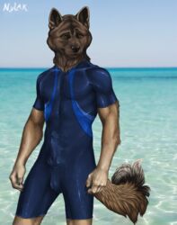 2011 akita anthro beach black_claws black_tail blue_clothing blue_sky bodysuit brown_fur brown_tail bulge canine claws clothed clothing day detailed_background erection erection_under_clothes front_view fur hurst looking_at_viewer male male_only mammal multicolored_fur multicolored_tail nylak outside penis_outline portrait sea seaside signature sky solo standing tan_fur three-quarter_portrait tight_clothing two_tone_fur water wetsuit white_tail yellow_eyes