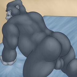 anthro ape ass backsack balls fur gorilla kerchak male male_only mammal nude primate thevillager