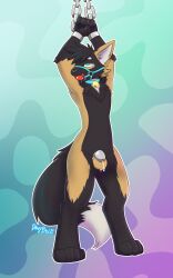 anthro ball_gag balls bdsm bell bell_collar bodily_fluids bondage bound canid chain chained chained_cuffs chastity_cage chastity_device collar cuff_(restraint) cum cum_drip davyboi dripping drool_on_gag drooling fur fur_markings gag genital_fluids genitals halter hands_above_head hands_tied harness_gag hi_res male mammal markings restraints saliva solo teeth wrist_cuffs