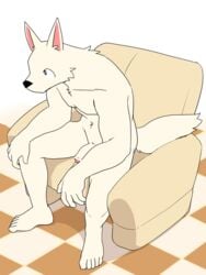 2016 4:3 anthro armchair canine censored chair flaccid high-angle_view humanoid_penis leaning leaning_forward male male_only mammal manmosu_marimo nude partially_retracted_foreskin penis plantigrade sitting solo spread_legs spreading uncut white_canine_(marimo)