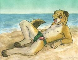 anthro beach blonde_hair blue_eyes brown_fur canine clothing erection fur grin hair humanoid_penis male male_only mammal navel nipples penis pink_nose seaside sicklyhypnos smile solo swimming_trunks swimsuit water white_fur