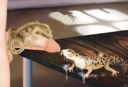 absurd_res ambiguous_gender bodily_fluids crested_gecko cum cum_drip cum_in_mouth cum_inside cum_on_face cumshot dripping ejaculation eublepharid extreme_size_difference fellatio female feral gecko genital_fluids genitals group hi_res human human_on_feral inside interspecies leopard_gecko licking lizard lusttheorydreams male male/ambiguous male/female male/male mammal oral outercourse penile penis penis_lick reptile scalie sex size_difference tongue trio zoophilia
