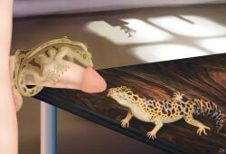 absurd_res ambiguous_gender bodily_fluids crested_gecko cum cum_drip cum_in_mouth cum_inside cum_on_face cumshot dripping ejaculation eublepharid extreme_size_difference fellatio female feral gecko genital_fluids genitals group hi_res human human_on_feral inside interspecies leopard_gecko licking lizard lusttheorydreams male male/ambiguous male/female male/male mammal oral outercourse penile penis penis_lick reptile scalie sex size_difference tongue trio zoophilia