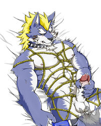 abs alex168wang anal anal_fingering assisted_masturbation balls bed blush bound canine collar ear_piercing erection fenrir_(tokyo_afterschool_summoners) fingering lying male male_only mammal masturbation mohawk muscular muscular_male nipples on_back pecs penis piercing precum rope rope_bondage rope_harness sex tattoo tokyo_afterschool_summoners wolf