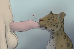 absurd_res anthro balls big_balls bodily_fluids duo felid feline foreskin foreskin_play genital_fluids genitals hi_res joerat leopard licking male male/male mammal oral pantherine penis precum tongue tongue_in_foreskin tongue_out