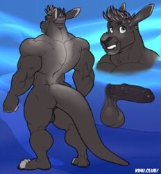 2018 anthro back_muscles backsack balls biceps black_balls black_nose black_penis black_perineum erection grey_eyes hair kihu male male_only mammal marsupial muscular muscular_male nude penis perineum smile solo uncut wallaby