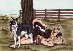 all_fours anal anal_sex animal_genitalia animal_penis anthro anthro_on_feral anthro_penetrated black_body black_fur black_nose blue_eyes border_collie brown_body brown_fur canid canine canine_genitalia canine_penis canis collie day domestic_dog duo erection fence feral feral_penetrating feral_penetrating_anthro fur genitals german_shepherd grass herding_dog knotting kola_(artist) male male/male male_penetrated male_penetrating male_penetrating_male mammal nude open_mouth orange_eyes outside pastoral_dog penetration penile penile_penetration penis penis_in_ass plant red_penis rock sex sheepdog side_view tan_body tan_fur tree white_body white_fur zoophilia