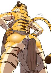 amazon ambiguous_gender bondage bondage bound domination duo feline female mammal suzume_333 sweat tiger tribal