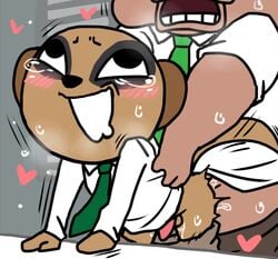 aggressive_retsuko anal anal_sex anthro balls blush bottomless clothed clothing director_ton drool duo enigi09 erection hearts herpestid komiya male male/male male_only mammal meerkat mongoose necktie penetration penis pig porcine sanrio sex smooth_fur sweat tears workplace yaoi