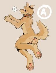2025 4_toes anthro anus arm_tuft ass birdpaw_(artist) blush bodily_fluids breath brown_collar canid canine canis chest_tuft collar collar_only countershading cuntboy cuntboy_anthro digital_drawing_(artwork) digital_media_(artwork) domestic_dog elbow_tuft fangs feet full-length_portrait fur genitals handpaw head_tuft hi_res hindpaw humanoid_genitalia humanoid_vulva intersex intersex_anthro leg_tuft light_body light_fur mammal nude nude_anthro nude_cuntboy pawpads paws pink_anus pink_pawpads pink_vulva portrait pussy simple_background smile solo sweat tail tail_tuft tan_background tan_body tan_countershading tan_fur teeth toes tuft vulva