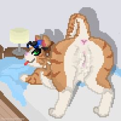 1:1 anus bed bedroom bedroom_eyes blizzard_entertainment bodily_fluids butt clothing digital_media_(artwork) domestic_cat eyewear felid feline felis female feral fika_(overwatch) fur furniture genital_fluids genitals goggles hat headgear headwear hi_res looking_at_viewer mammal messy_bed narrowed_eyes orange_body orange_fur overwatch pixel_(artwork) presenting presenting_hindquarters seductive shadow solo squirmydergy standing tabby_cat tongue tongue_out toony vaginal_fluids vulva