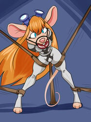 anthro arms_behind_back ball_gag bastianmage blue_eyes bondage bound cameltoe chip_'n_dale_rescue_rangers disney gadget_hackwrench gag gagged gimp_suit hi_res leather long_hair mammal mouse rodent solo tagme