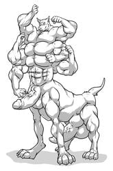 1boy abs anthro balls canine diphallia diphallism erection frontal_taur_balls frontal_taur_genitals frontal_taur_penis happy hyper hyper_penis line_art long_body male male_focus male_only mammal monochrome multi_arm multi_balls multi_genitalia multi_leg multi_limb multi_pec multi_penis muscular muscular_male penis rackun solo solo_focus solo_male tall taur