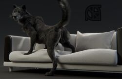 3d animal_genitalia anthro anus ass backsack balls black_fur black_nose canine cosmiclife feral fur hi_res looking_at_viewer male male_only mammal pinup pose presenting presenting_anus presenting_hindquarters raised_tail realistic romeo semi-anthro sofa solo spread_legs spreading standing whiskers wolf