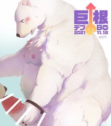 2021 big_penis fur genitals hi_res hijirinoyuta humanoid_penis kemono white_body white_fur