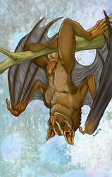 2018 anthro balls bat brown_fur caribou_(artist) fur male male_only mammal membranous_wings penis simple_background solo wings