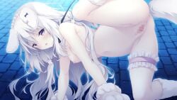 1girl amairo_chocolata animal_ears ass blush breasts censored game_asset hair_ornament long_hair looking_at_viewer misono_ichika nude open_mouth purple_eyes pussy shiratama_(shiratamaco) solo spread_legs tail thigh_strap thighhighs white_hair