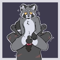 1:1 absurd_res anal animal_genitalia anthro balls blaidd_(elden_ring) bodily_fluids canid canine canis cowgirl_position cum cum_in_ass cum_inside duo elden_ring from_front_position fromsoftware genital_fluids genitals grey_body hi_res male male/male mammal oliverracc on_bottom on_top procyonid raccoon sex sheath wolf