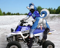 2007 5:4 anthro anus ass atv backsack balls banshee_(draco751) blue_fur blue_hair blue_sky bottomless canid canine canis clothed clothing domestic_dog fur hair half-erect husky male male_only mammal multicolored_fur nordic_sled_dog penis presenting presenting_hindquarters sky solo spitz tire tree two_tone_fur vehicle white_fur wooky yamaha