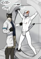 anthro blush bondage bondage bottomwear bound canid canine canis chastity_belt chastity_device clothing coat collar duo gag gagged_talk harrybcd_(artist) lab_coat male male/male mammal mustelid musteline muzzle_(object) nipple_fetish nipple_pinch nipple_play perry_(irnub) pinch science shorts stoat topwear true_musteline weasel wolf