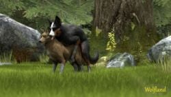 2019 3d all_fours black_nose canine claws doggy_style duo female feral feral_on_feral forest_background from_behind_position fur hi_res male male_penetrating mammal mounting open_mouth penetration sex source_filmmaker straight tongue vaginal_penetration watermark wolf wolfland yellow_eyes