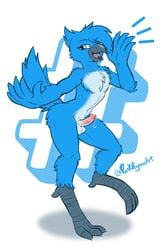 2019 anthro avian balls beak bird blue_eyes blue_feathers feathers girly humanoid_penis male nude one_eye_closed open_mouth penis precum punk-pegasus simple_background solo tweetfur uncut