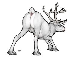 2018 animal_genitalia antlers anus balls cervine ecmajor feral hooves horn looking_at_viewer looking_back male mammal penis penis_tip presenting raised_tail reindeer sheath solo tongue tongue_out