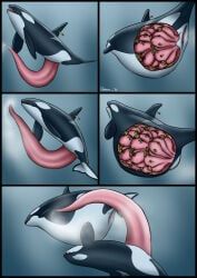 2026 animal_genitalia animal_penis animal_vulva aquatic belly big_belly big_penis black_body bodily_fluids cetacean cetacean_genitalia cetacean_penis cetacean_vulva cum cum_in_water dart dated dolorcin dolphin dorsal_fin duo erection expansion female female_feral feral feral_on_feral fin flukes genital_expansion genital_fluids genitals growth hi_res huge_belly huge_penis hyper hyper_genitalia hyper_penis internal male male/female male_feral mammal mammary_slits multi_uterus mutation oceanic_dolphin orca pectoral_fin penis penis_expansion tapering_penis toothed_whale underwater uterus uterus_growth vulva water white_body year
