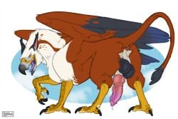 anus avian backsack balls beak bodily_fluids claws erection feathered_wings feathers feral genital_fluids genitals gryphon hi_res knot lddraws male mythological_avian mythological_creature mythology non-human open_mouth penis precum quadruped scutes solo tail tail_tuft tuft wings