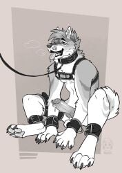 absurd_res animal_genitalia animal_penis ankle_cuffs anthro bodily_fluids breath canid canine canine_genitalia canine_penis canis collar cuff_(restraint) cuffs_(clothing) cum cum_drip domestic_dog dripping genital_fluids genitals hi_res husky leash leashed_collar male mammal nordic_sled_dog nugitos panting penis precum precum_drip restraints service_animal service_dog_harness service_top solo spitz wrist_cuffs