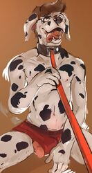 1boy anthro balls bulge canid canine canis clothing collar dalmatian eyewear floppy_ears fur furry furry_only glasses leash male male_only mammal no_humans panting penis poking_out red_underwear saliva solo spots spotted_fur supplesee tongue tongue_out underwear