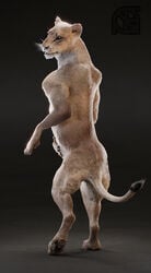 3d animal_genitalia animal_pussy anthro ass cosmiclife feet felid feline female feral flat_chested fur hindpaw lion looking_at_viewer looking_back mammal pantherine pawpads paws pinup pose pussy realistic rear_view semi-anthro shukura_(cosmiclife) solo standing whiskers