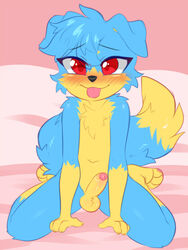 1boy anthro balls blue_fur blush canine clara_(artist) dog erection male male_only nude penis red_eyes solo uncut yellow_fur young