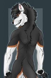 2018 5_fingers anthro backsack balls black_fur black_hair black_nose blue_eyes brown_fur canid canine canis fangs fur hair hi_res husky looking_at_viewer male male_only mammal muscular muscular_male nude patrikthedog pinup pose simple_background smile solo standing white_fur zinare