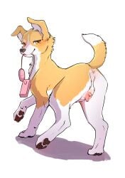 2025 absurd_res anatomically_correct anatomically_correct_genitalia anatomically_correct_pussy anatomically_correct_vulva animal_genitalia animal_pussy animal_vulva anus azu_(momou_fox) bedroom_eyes black_nose brown_pawpads button_ears canid canine canine_genitalia canine_pussy canine_vulva canis digital_media_(artwork) dipstick_tail domestic_dog egg_vibrator eyelashes facial_markings female feral floppy_ears fluffy fluffy_tail fur genitals head_markings hi_res holding_object holding_sex_toy holding_vibrator looking_at_viewer looking_back looking_back_at_viewer mammal markings momou narrowed_eyes object_in_mouth orange_body orange_ears orange_fur orange_tail pawpads pink_anus pink_vulva presenting presenting_vulva pussy quadruped raised_arm raised_leg seductive sex_toy snout solo tail tail_markings three-quarter_view vibrator vulva white_body white_fur white_inner_ear white_tail_tip yellow_eyes