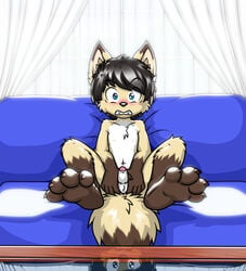 absurd_res anthro balls black_hair black_nose blue_eyes blush brown_fur canid canine caught clenched_teeth embarrassed erection fox front_view fur glass_table hair hi_res holding_penis humanoid_penis inside liam_niedlich looking_at_viewer male mammal navel nude on_sofa paws penis reflection shocked sofa solo spread_legs spreading surprise tan_fur teenager teeth twotails young