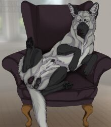 animal_genitalia armchair balls black_balls black_claws black_markings black_pawpads black_penis black_tongue black_vulva canid canine chair claws cuntboy feral full-package_cuntboy fur furgonomics furniture furry-specific_piercing genital_piercing genitals grey_body grey_fur grey_inner_ear_fluff grey_sheath herm hermaphrodite hi_res inner_ear_fluff intersex intersex_feral knot_in_sheath kodaac leg_markings licking licking_lips licking_own_lips looking_at_viewer maleherm maleherm_feral mammal markings multi_genitalia narrowed_eyes on_chair pawpads penis penis_tip piercing presenting presenting_balls presenting_vulva pussy reclining sheath sheath_piercing socks_(marking) solo spread_legs spreading tongue tongue_out tuft vulva vulva_piercing whiskers white_eyes