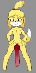 1futa 2019 animal_crossing animal_genitalia animal_penis anthro areolae breasts canine canine_penis erect_nipples erection fur furry futa_only futa_sans_balls futanari hands_on_hips hyper hyper_penis intersex isabelle_(animal_crossing) knot medium_breasts nintendo nipples nude penis shih_tzu shubby shubby_(artist) solo tail