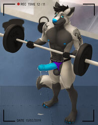 2019 5_fingers ace_(acewolfy) anthro big_penis black_fur black_hair blue_eyes blue_nose blue_penis camera canid canine canis clothing cum erection fur gym hair jockstrap katarhein male male_only mammal muscular penis solo tattoo underwear weights wolf