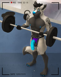 2019 5_fingers ace_(acewolfy) anthro balls big_penis black_fur black_hair blue_eyes blue_nose blue_penis camera canid canine canis clothing cum fur gym hair jockstrap katarhein male male_only mammal muscular penis solo tattoo underwear weights wolf