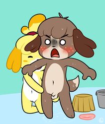 animal_crossing balls bashful bathing blush brother canid canine canis contimplatininspiratio cupping_balls digby_(animal_crossing) domestic_dog flaccid grope isabelle_(animal_crossing) male mammal nintendo nude opposite_sex_twins penis pussy sibling sister video_games wet