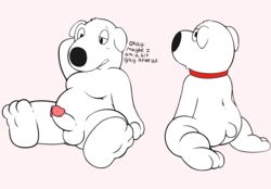 absurd_res ass balls blush brian_griffin butt_pose canid canine clothed clothing collar dialogue erection family_guy hi_res humanoid_penis looking_at_viewer male male_only mammal moobs nude penis precum sitting slightly_chubby solo squint sushibroadcast