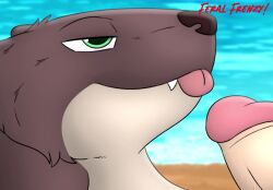 ambiguous_gender animated barndog beach better_version_at_paywall cute_fangs duo fangs feral feral_frenzy full_version_at_paywall genitals green_eyes handjob hi_res human male male/ambiguous male/male male_(lore) mammal mustelid otter penile penis sex sound tagme teeth tongue tongue_out two-handed_handjob video video zoophilia